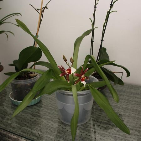 House Of Orchids With Patio Appartement Vila Real de Santo António Buitenkant foto