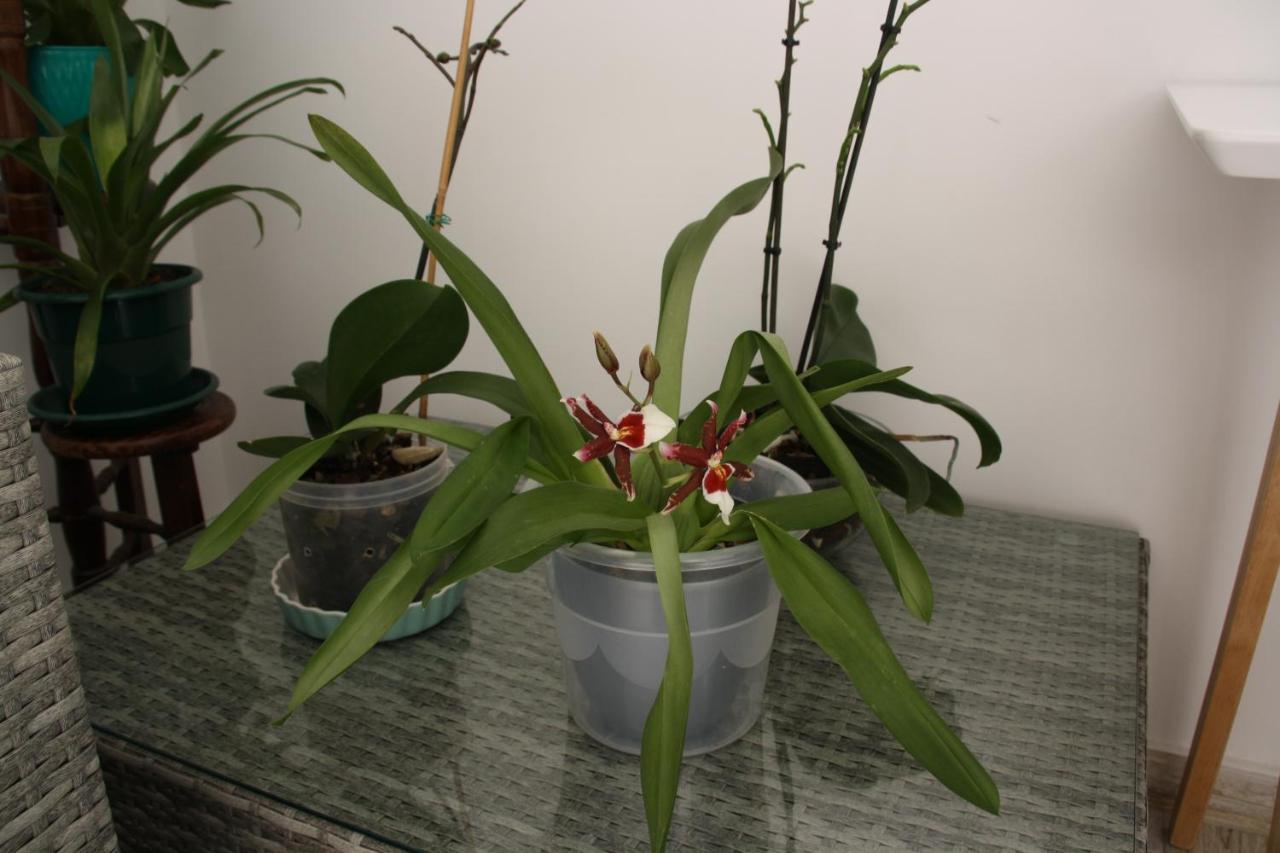 House Of Orchids With Patio Appartement Vila Real de Santo António Buitenkant foto