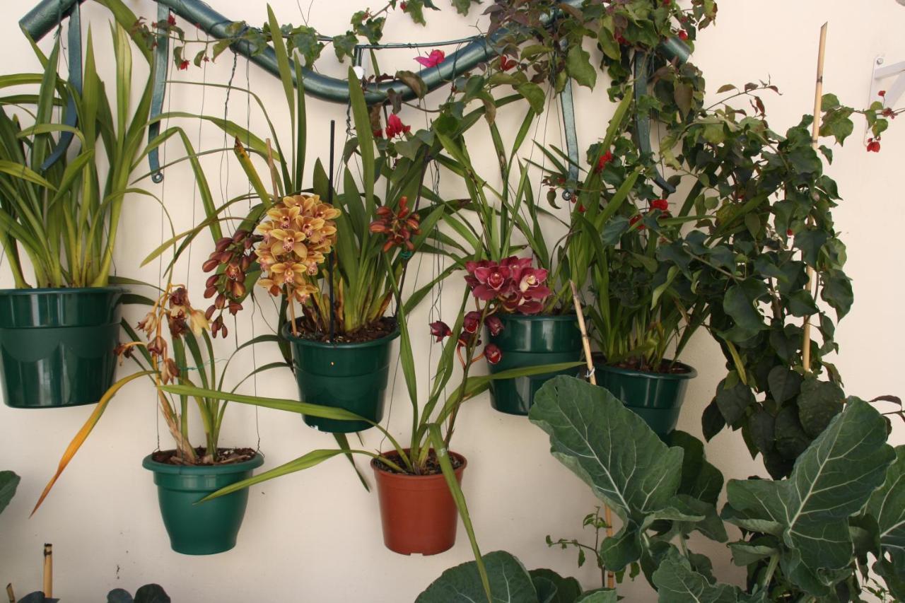 House Of Orchids With Patio Appartement Vila Real de Santo António Buitenkant foto